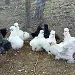 Alpacacamp Helvecia
