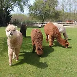 Campingplads Alpacacamp