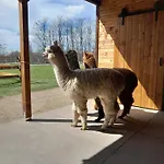 Campingplads Alpacacamp