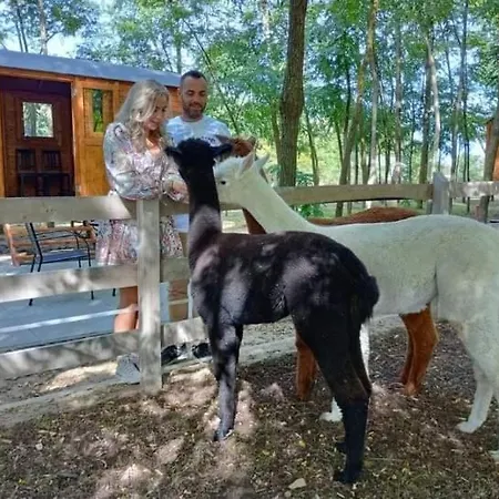 Alpacacamp * Helvecia