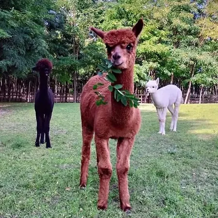 Campingplads Alpacacamp Helvecia