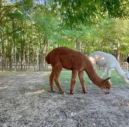 Alpacacamp