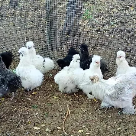 Alpacacamp Helvecia