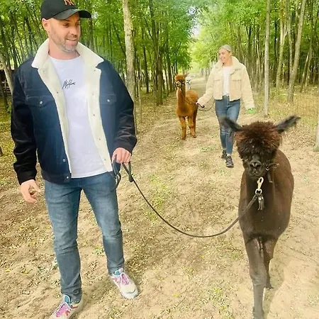Kemping Alpacacamp