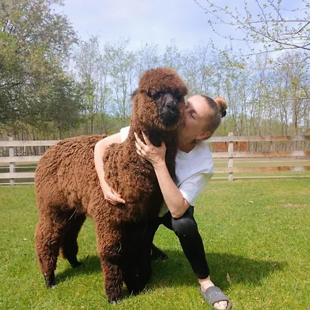 Alpacacamp 캠프장 *