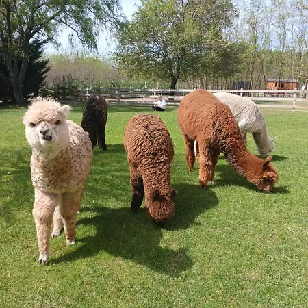 Campingplads Alpacacamp