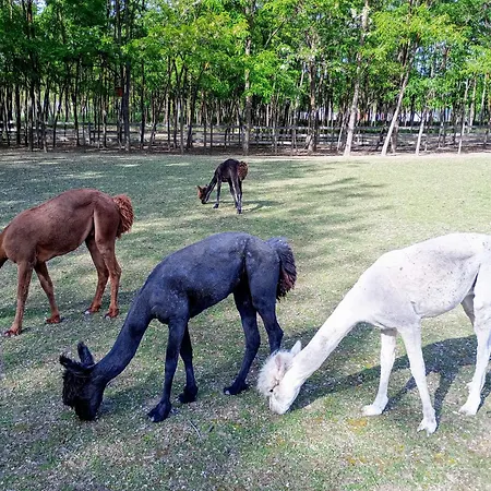 Alpacacamp * Helvecia