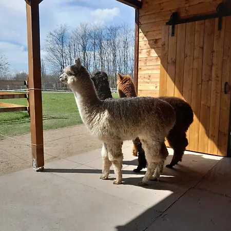 Κάμπινγκ Alpacacamp