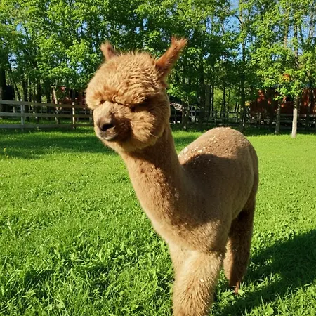 Alpacacamp *