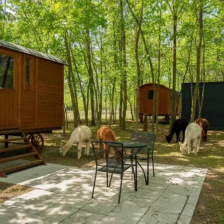 Кемпинг Alpacacamp