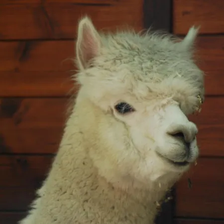 Kemping Alpacacamp *