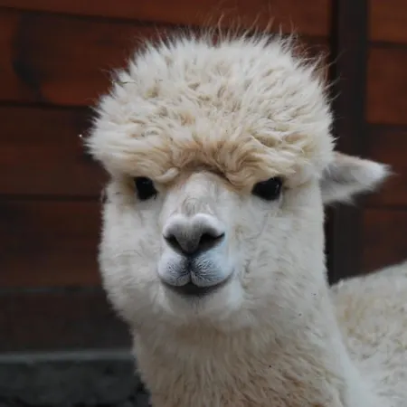 Alpacacamp Kemping Helvecia