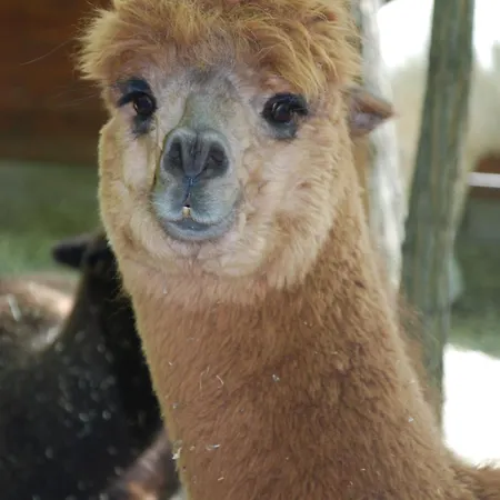 Alpacacamp Kemping Helvecia