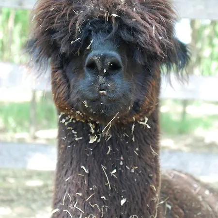 Kemping Alpacacamp Helvecia