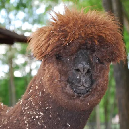 Alpacacamp * Helvecia