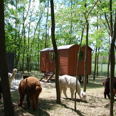 Alpacacamp