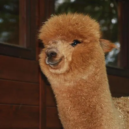 Alpacacamp Kemping *