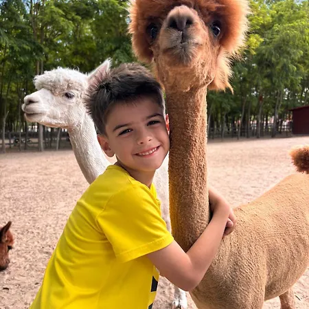 Kemping Alpacacamp