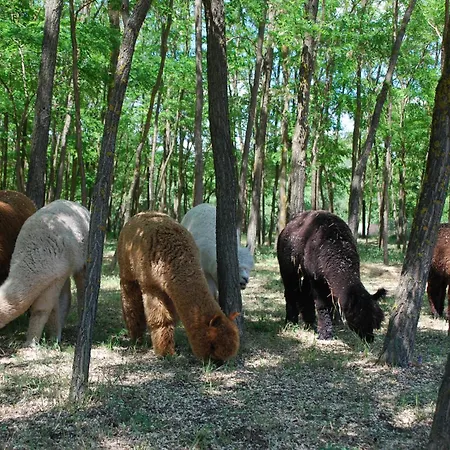 Kemping Alpacacamp Helvecia