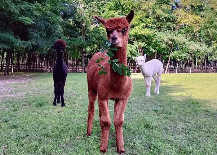 Кемпинг Alpacacamp Helvecia