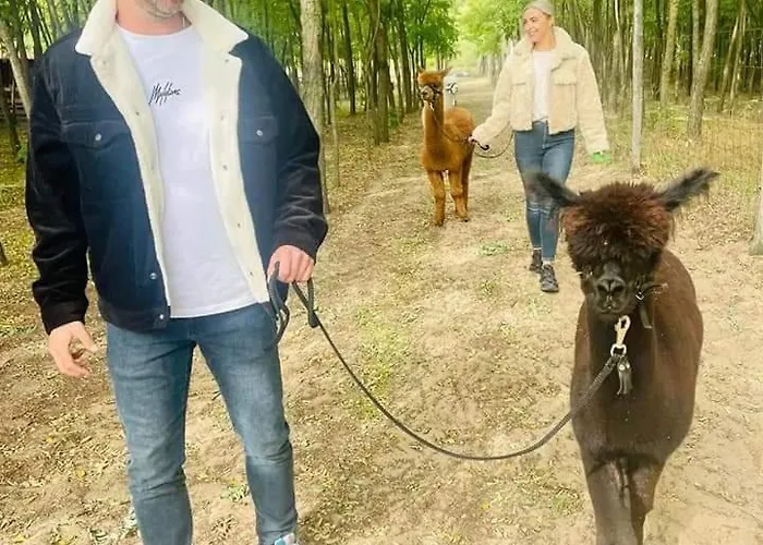 Кемпинг Alpacacamp
