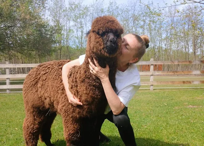 Alpacacamp Кемпинг *