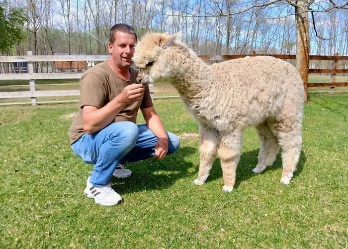 Кемпинг Alpacacamp *