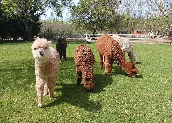 营地 Alpacacamp