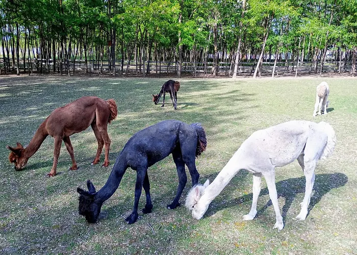 Alpacacamp * Helvecia