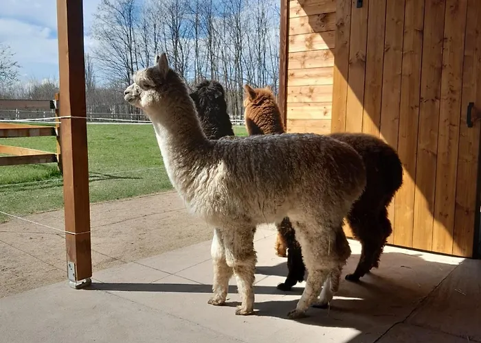 营地 Alpacacamp