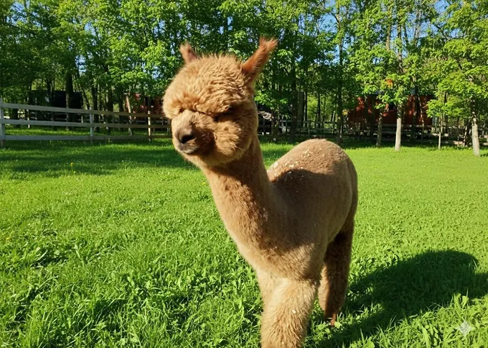 Alpacacamp *